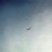 Une mouette